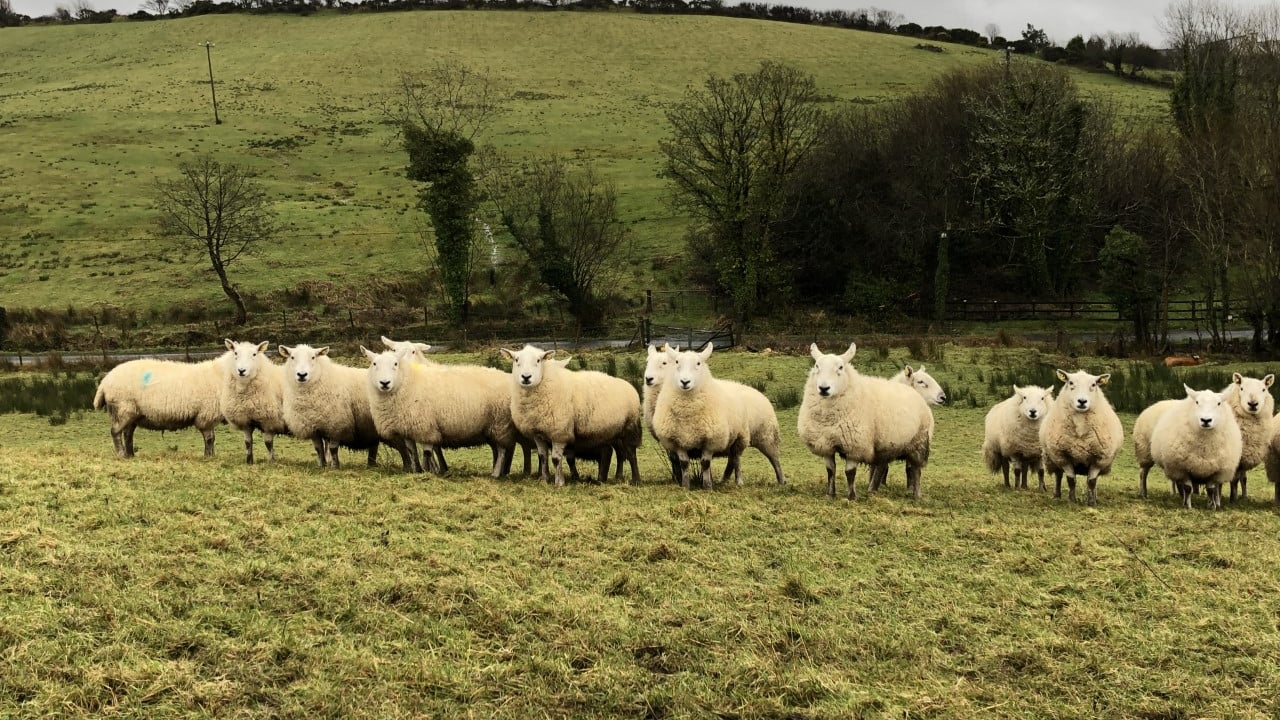Turning attentions to administering clostridial vaccinations
