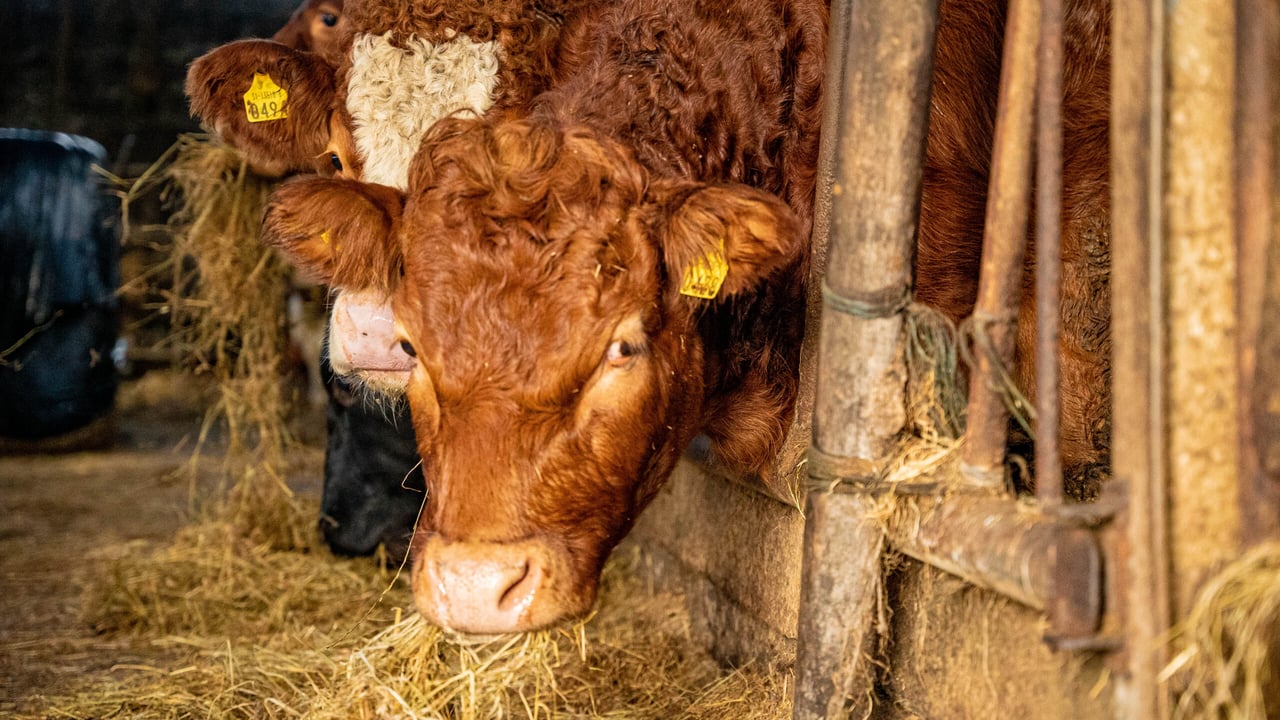 Beef prices strengthen again in Northern Ireland