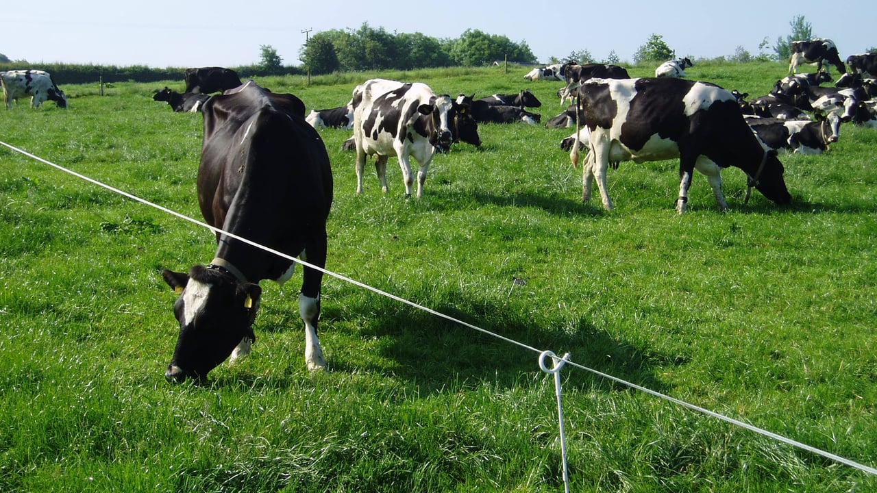 Milk is still flowing south