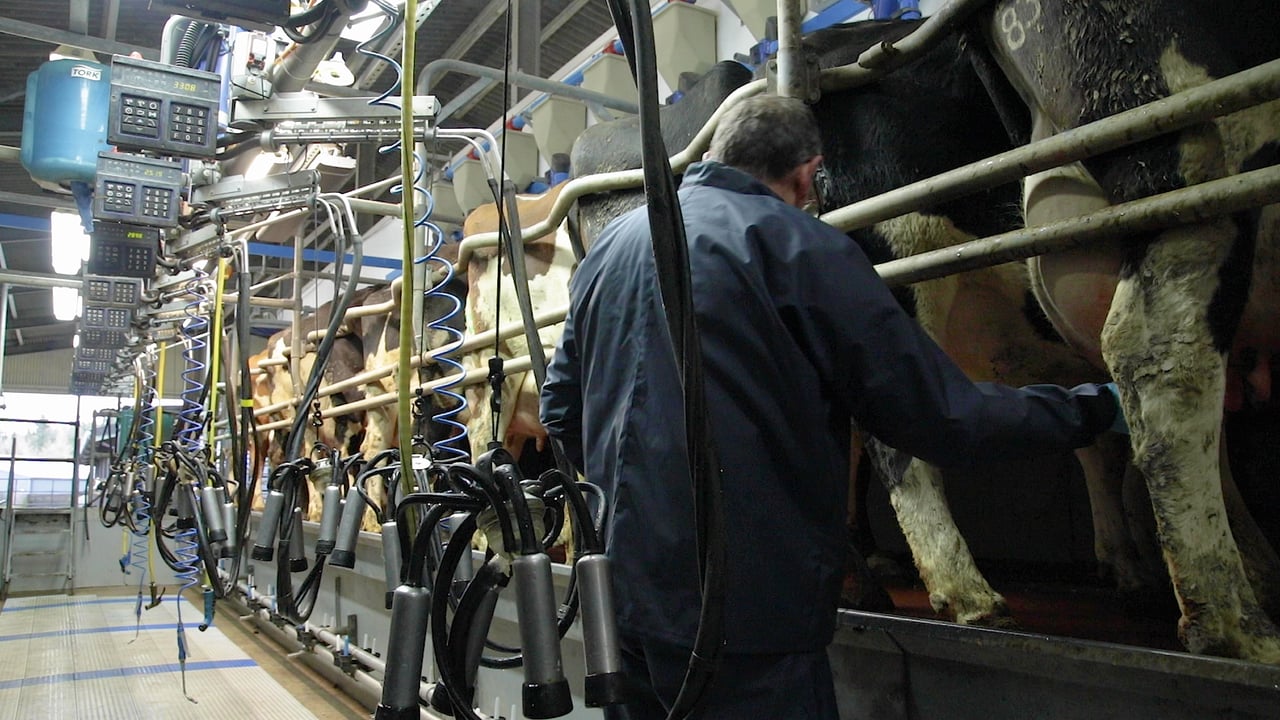 Dairy advice: Steps you can take to avoid mastitis