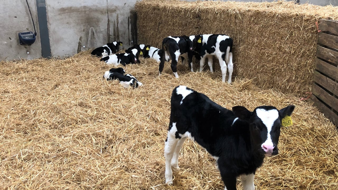 Focus on post-weaned calves to prevent disease – MSD Animal Health