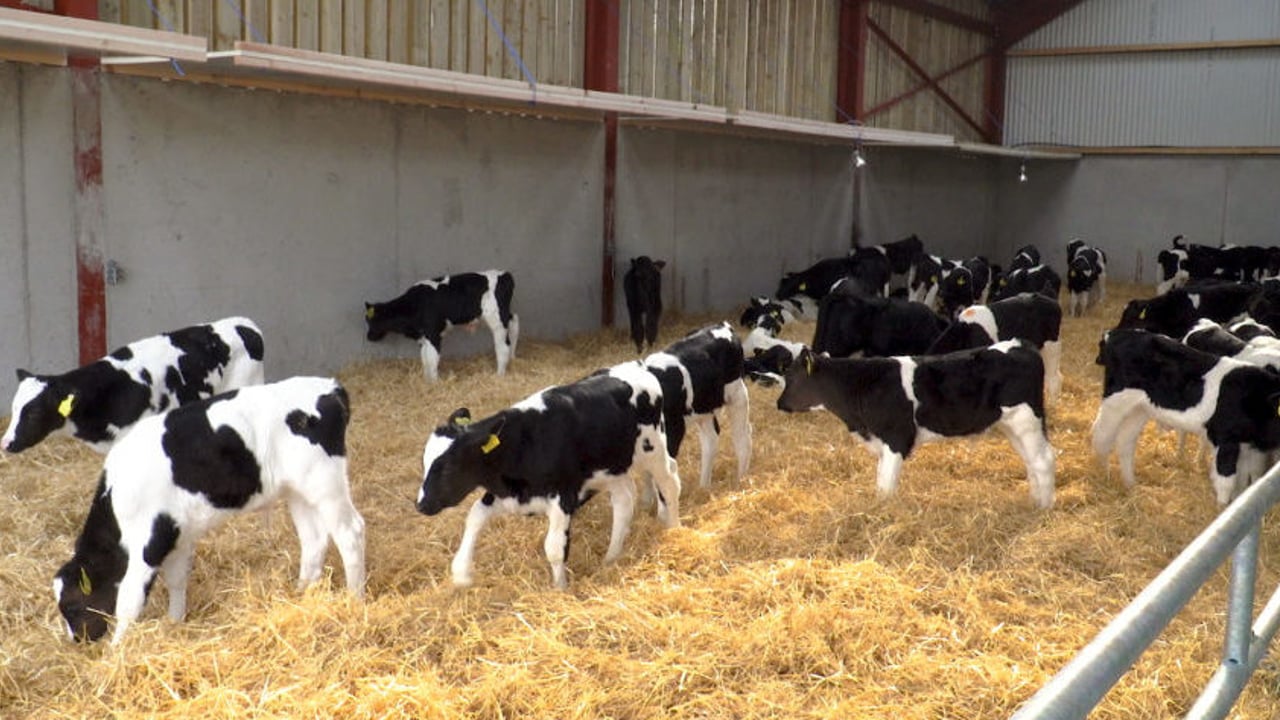 Are you feeding calves enough milk to obtain maximum growth rates?