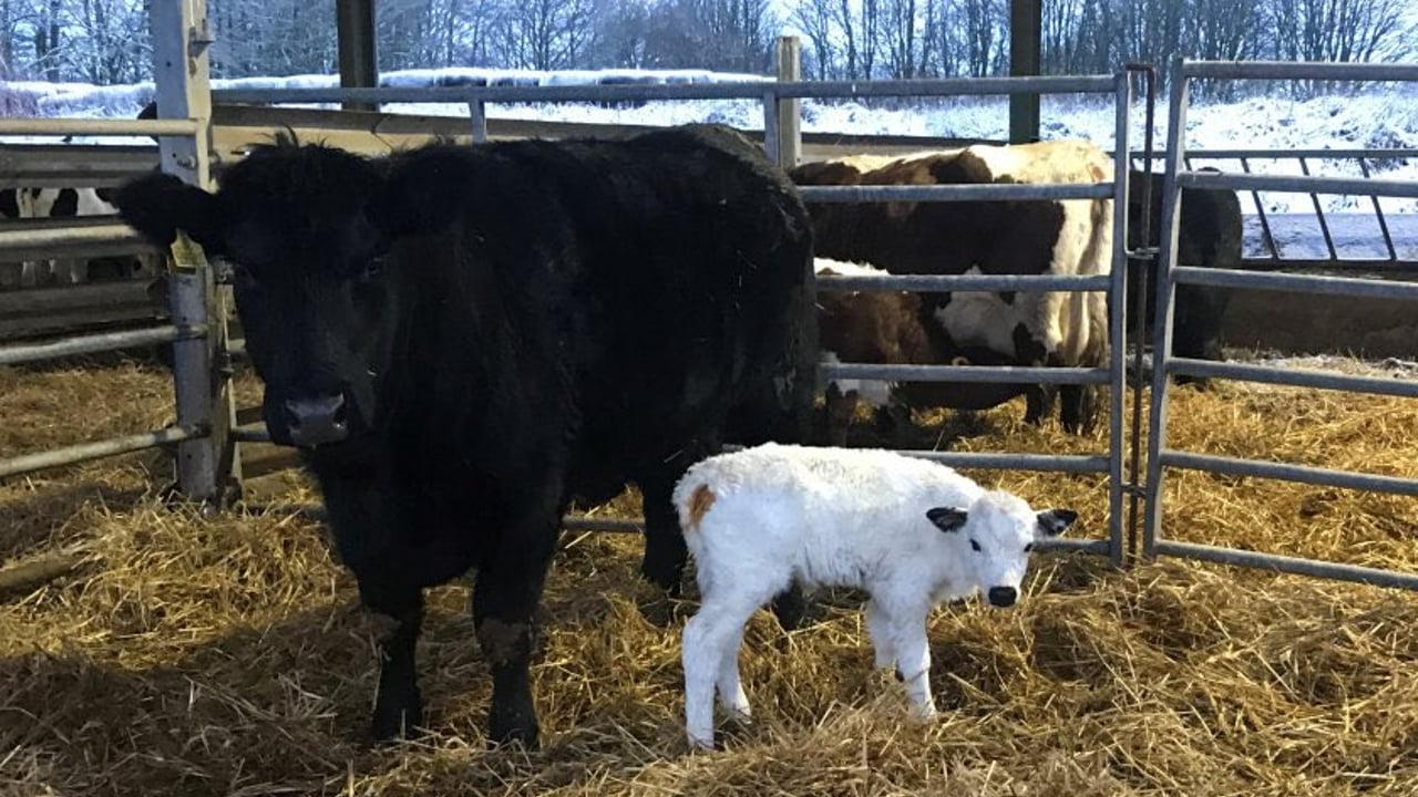 Successful embryo transfer gives hope for one of the UK’s rarest semi-wild cattle breeds