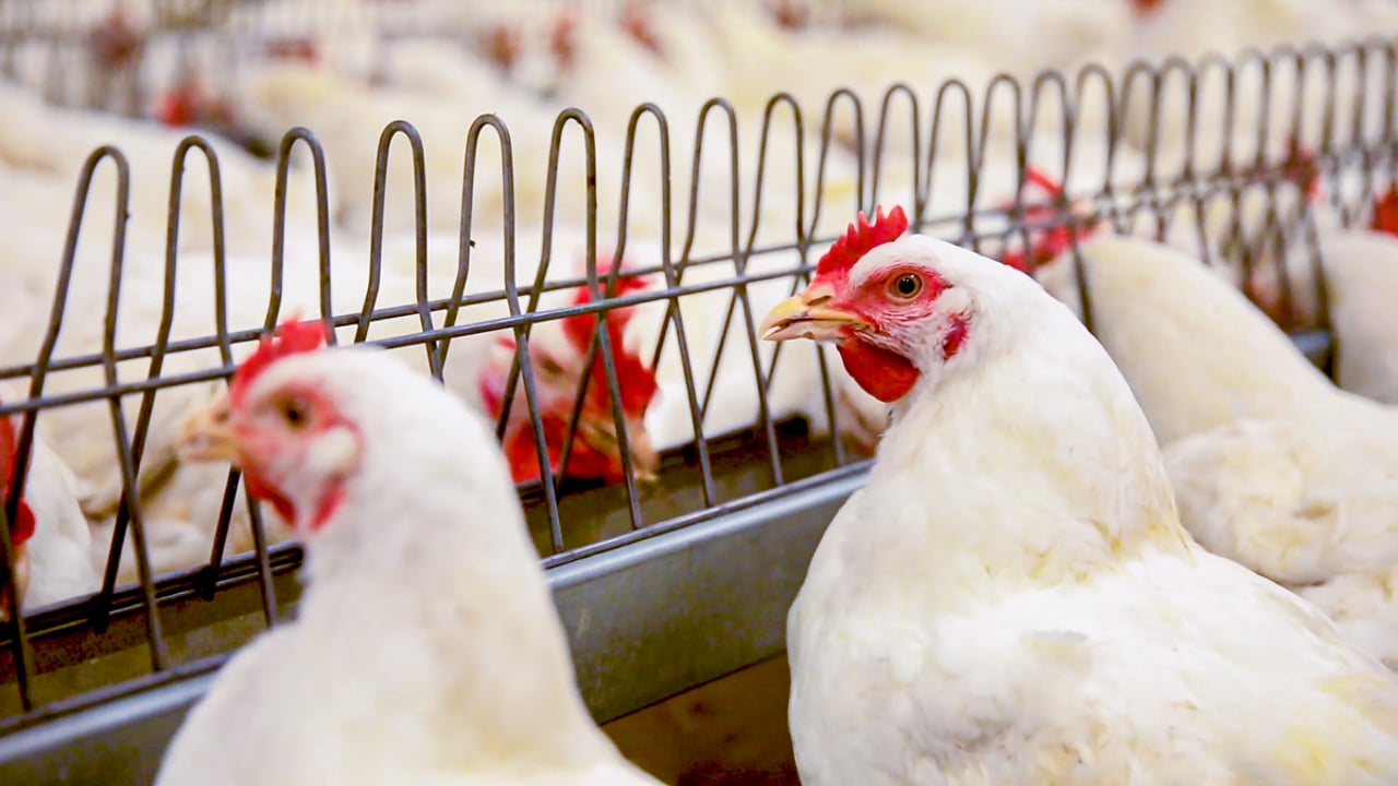 New bird housing order to come into force on November 29