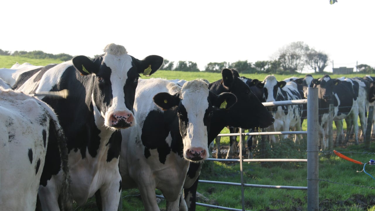 Dutch dairy auction boost drives hope for milk price increases