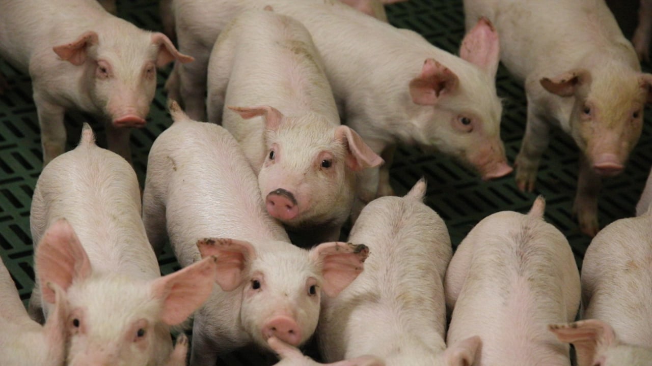 Danish Pig Genetics develops genomic evaluation system for breeding