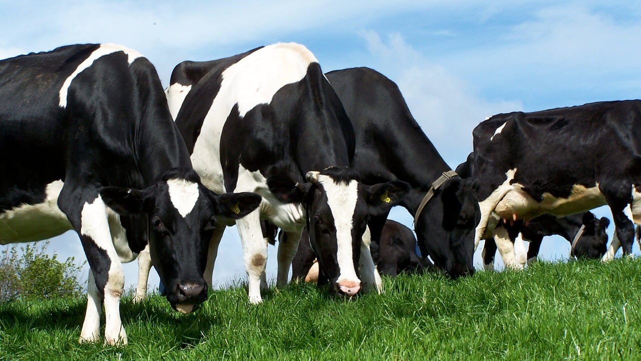 Dairy tips: Think value not price when planning for spring turnout