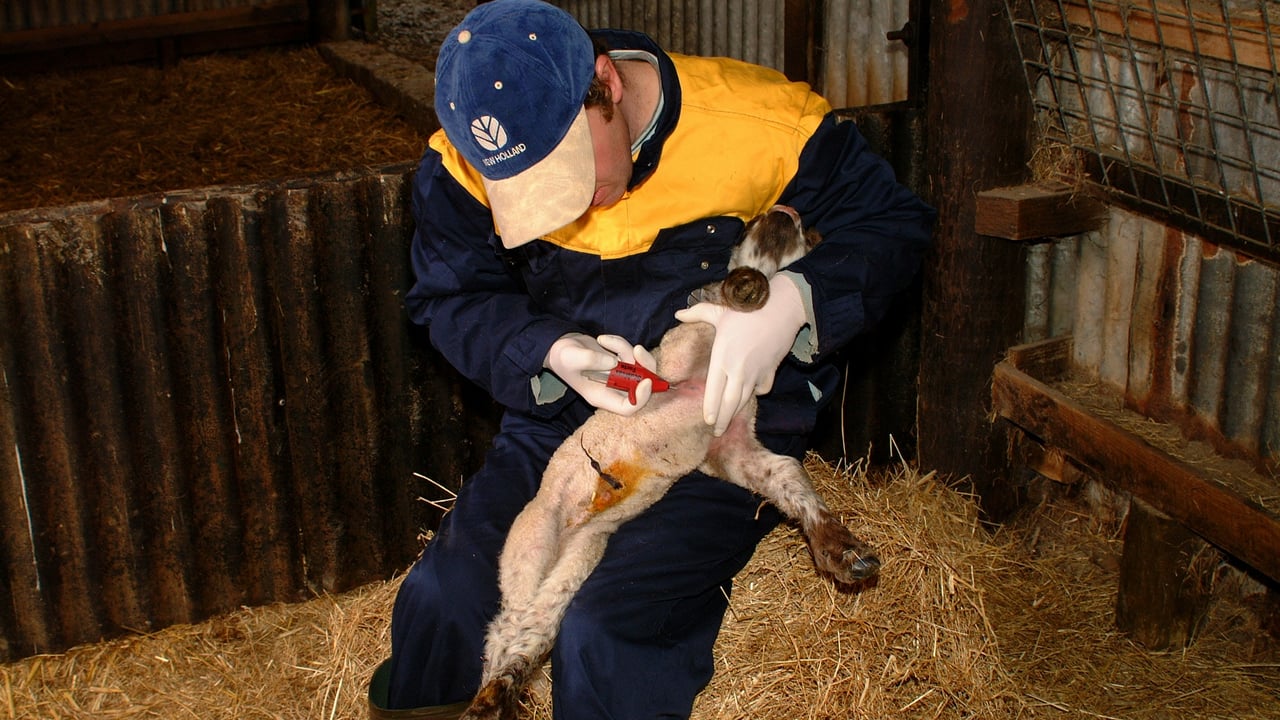 Sheep producers urged to protect young lambs from preventable disease threats