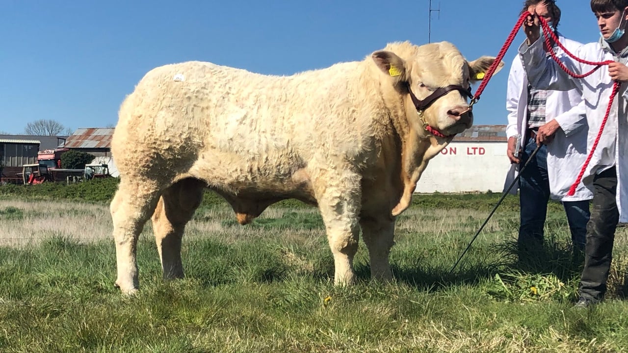 €8,000 tops sale of Charolais bulls in Tullamore, Rep. of Ireland