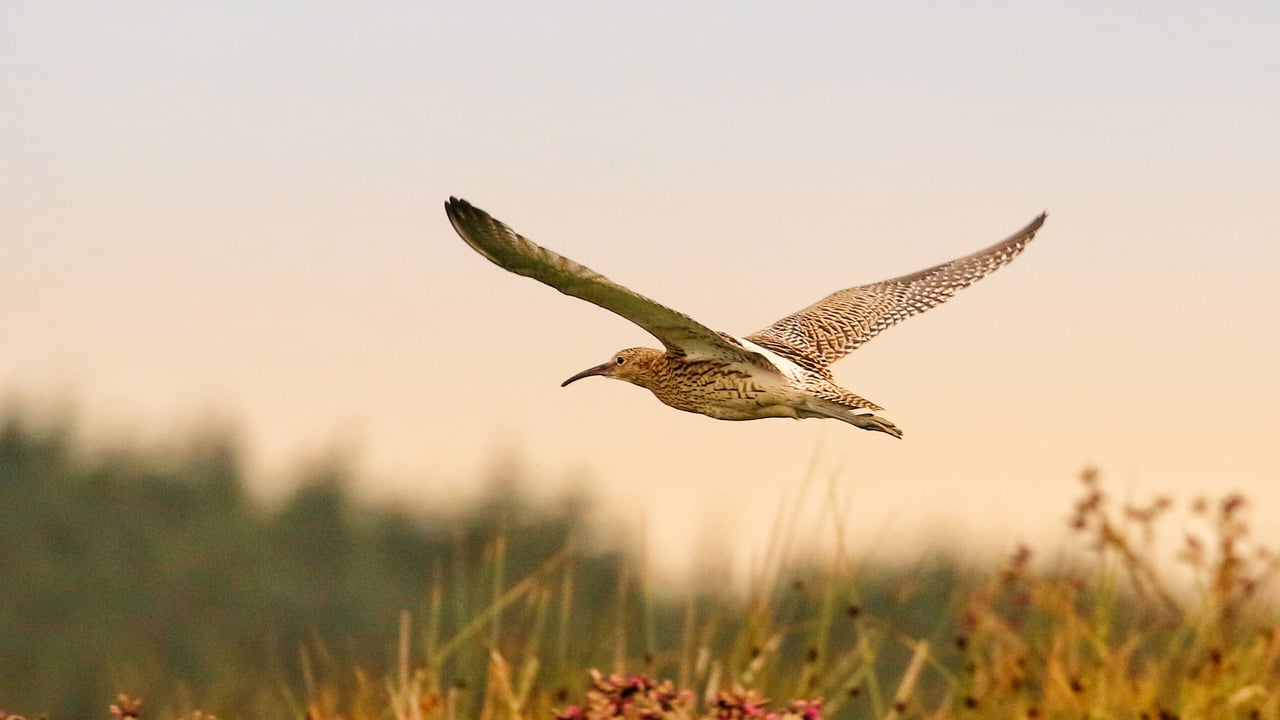 Quarter of island’s native birds now ‘red-listed’