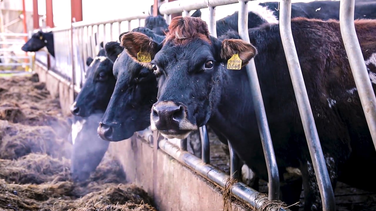 AWF calls for research on the animal welfare impacts of breeding