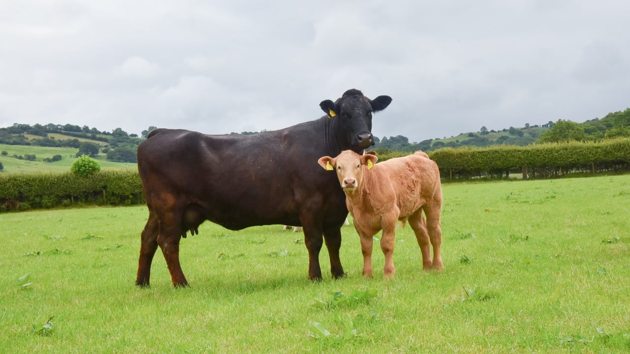 Cattle prices exceed averages and expectations