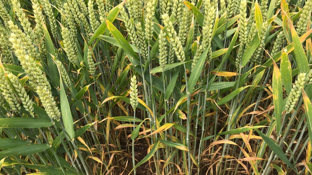 Performance data for new wheat fungicide released