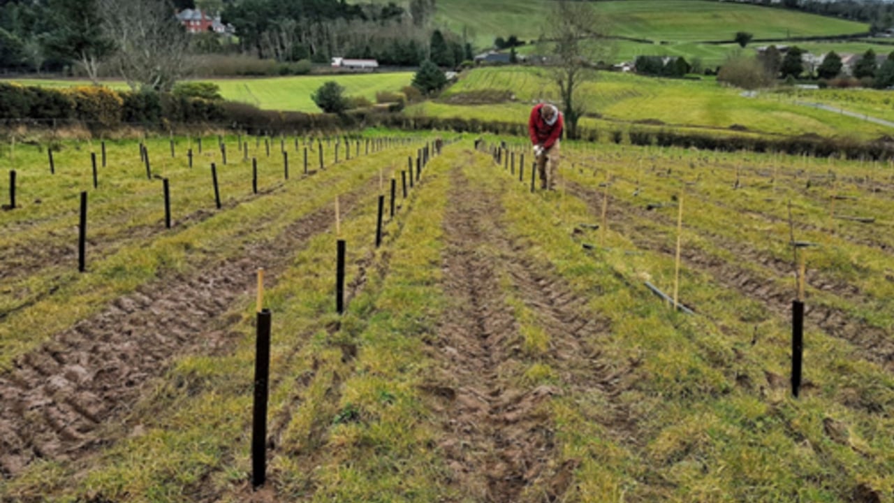 MLAs seek Assembly action over NI’s ‘woodland scarcity’