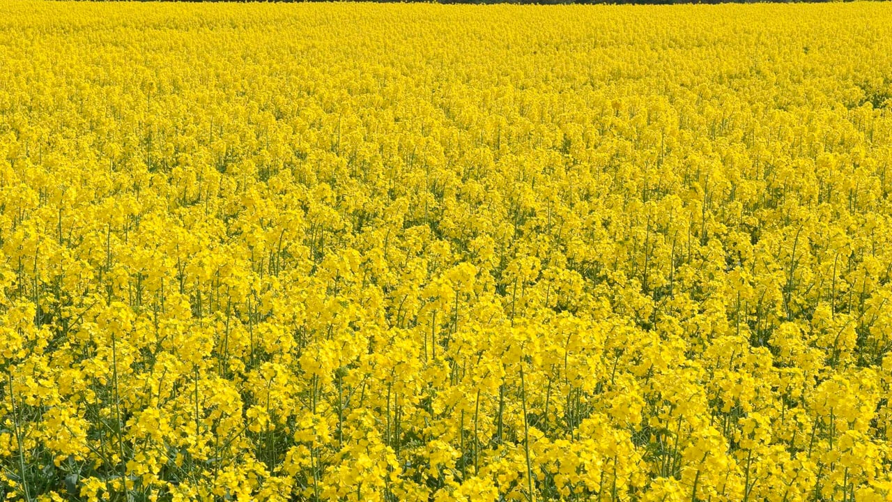 The role of potash in frost resistance