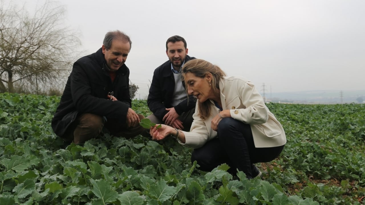 Foliar application boosts zinc content of wheat by 50% – UCO research