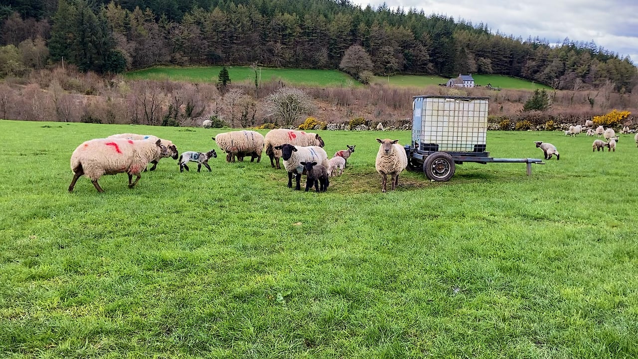 Dealing with scald issues on farms
