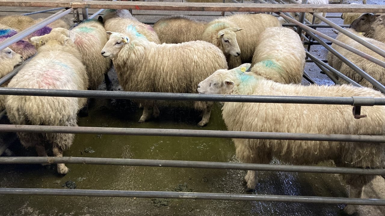 Shipments of Irish sheepmeat to the UK fall again