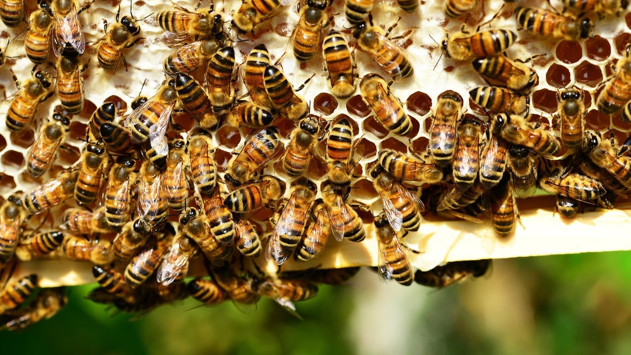 Government launches Bees’ Needs Week