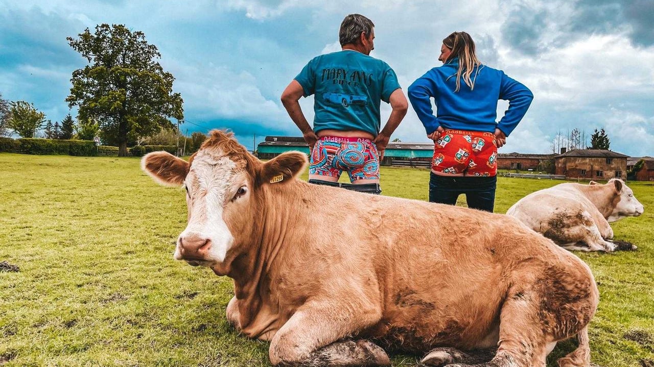 Better breeding with Bulls Out for Cancer campaign