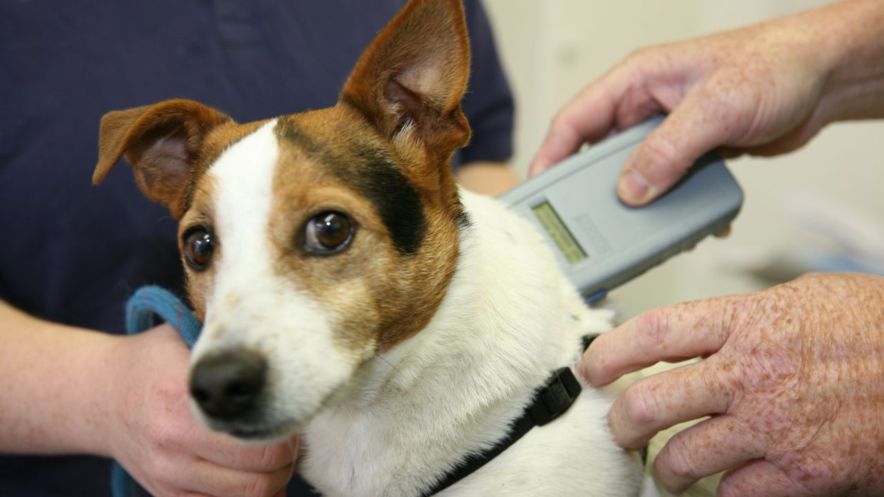 ‘This is a huge victory for animal welfare’ – BVA