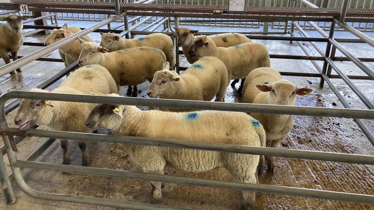 Spring lamb and hogget prices on the rise at marts in GB