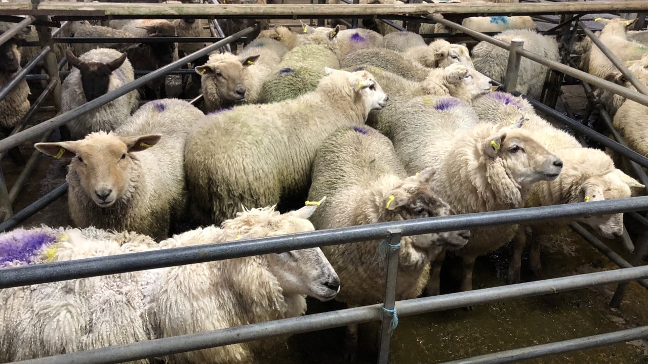 Both lamb and hogget prices fall in Great Britain
