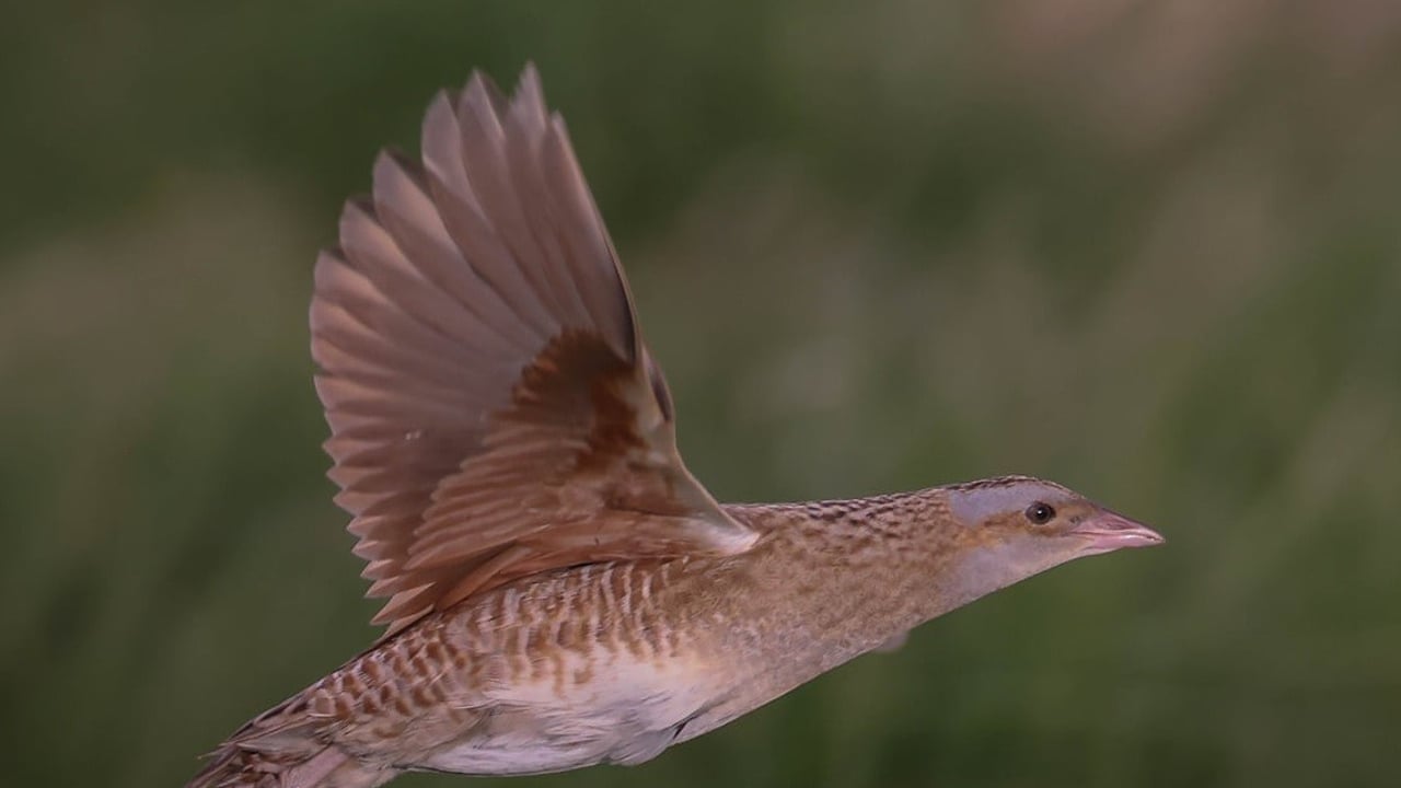 Four calling Corncrakes confirmed on Rathlin Island
