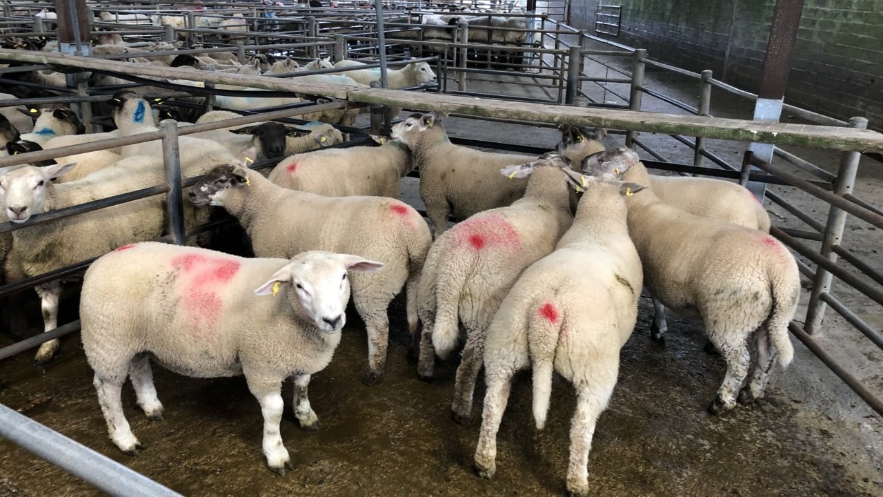 71% fall in UK imports of Irish sheepmeat in March