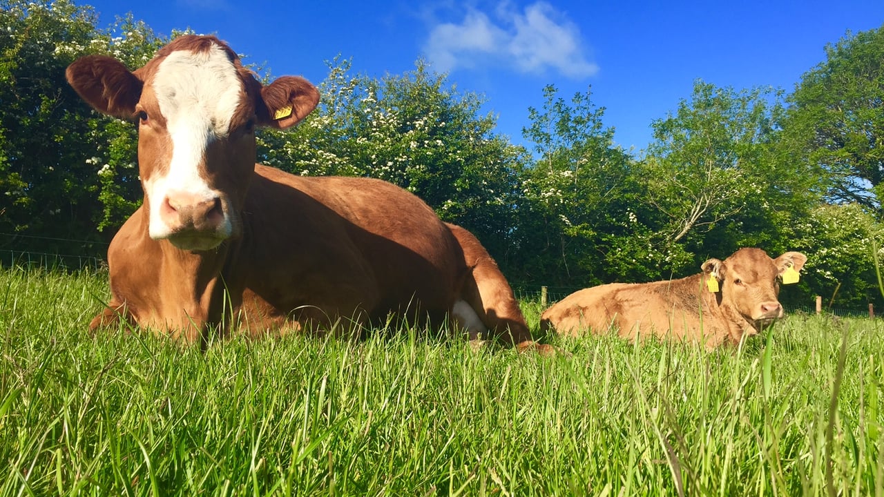 Using sexed semen to enhance the genetic merit of the suckler herd