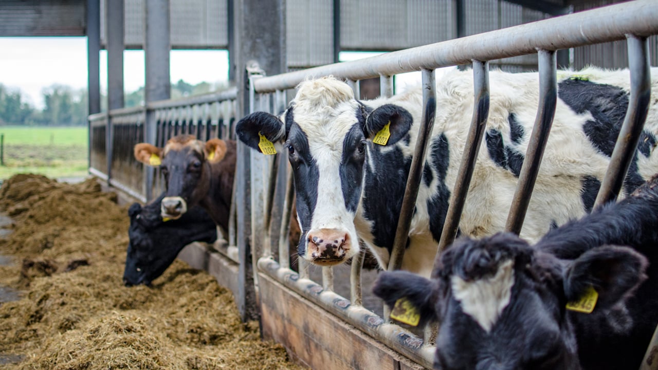 UK Dairy Roadmap launches Net Zero climate ambition