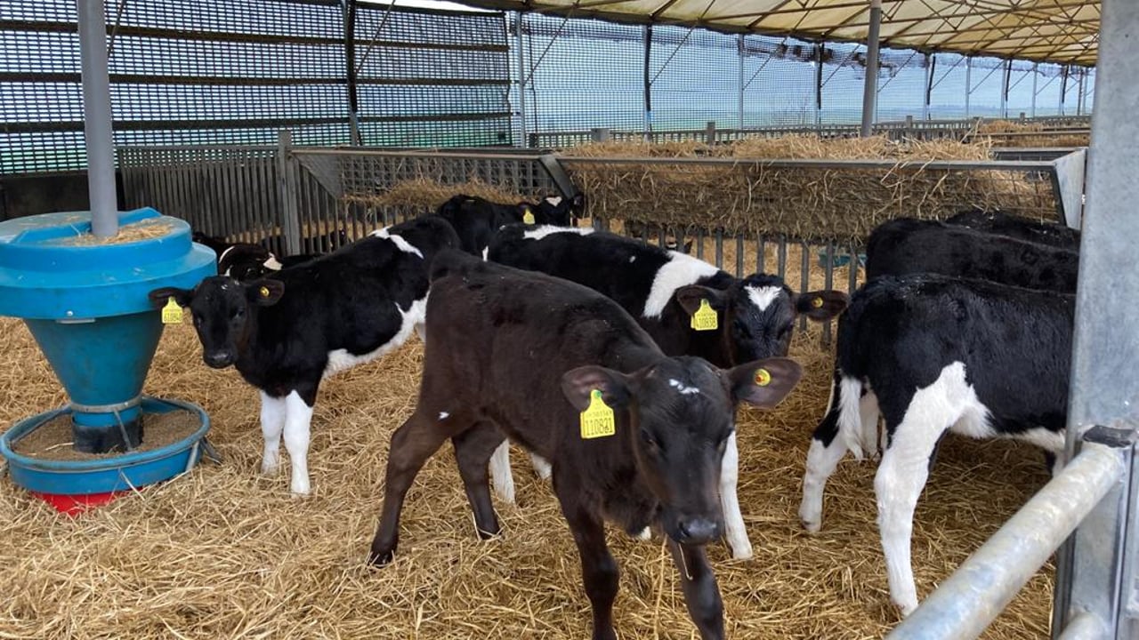 Boost calf daily liveweight gain this summer with ad-lib feeding