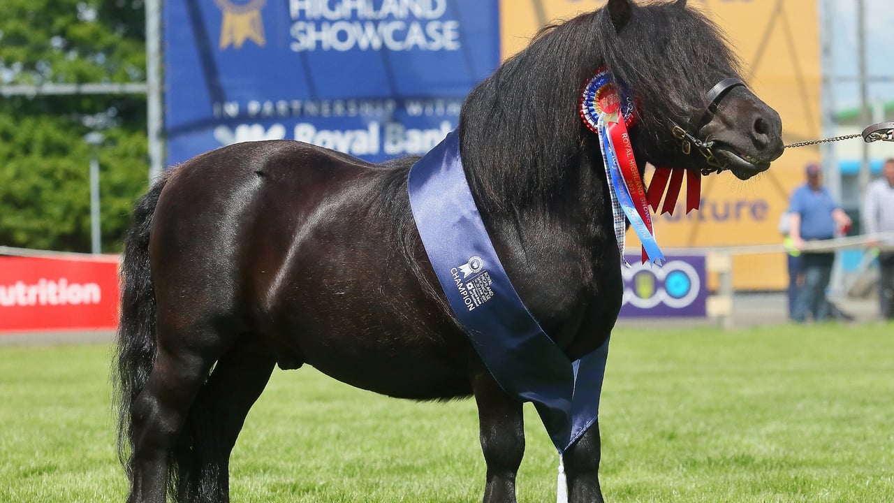 Wells Dancing Brave makes history at Royal Highland Showcase