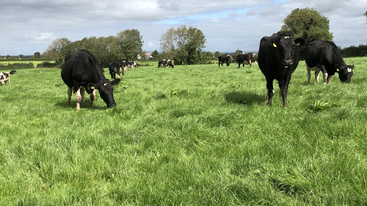 Alltech ONE: ‘The dairy story is not told well enough’