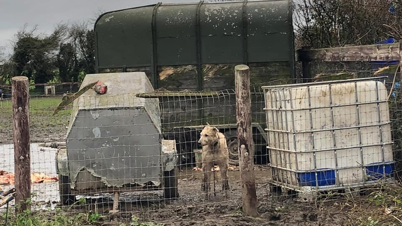 Animal cruelty register petition tabled in the Assembly