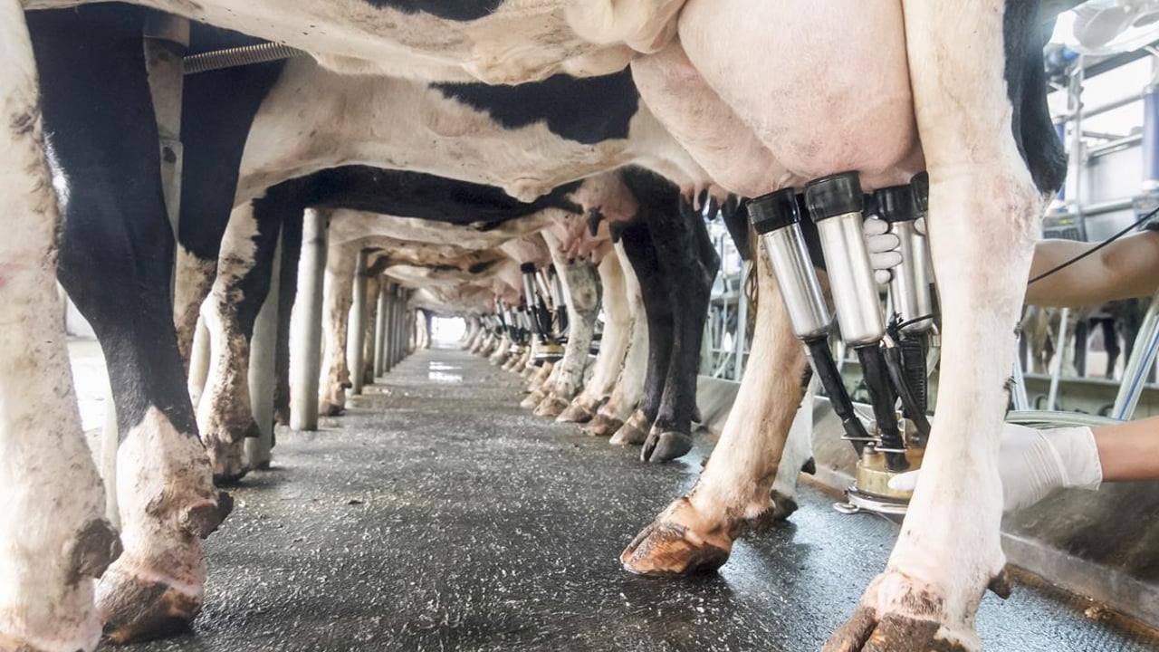 Strathroy warns suppliers of ‘risk’ in milk rise during peak