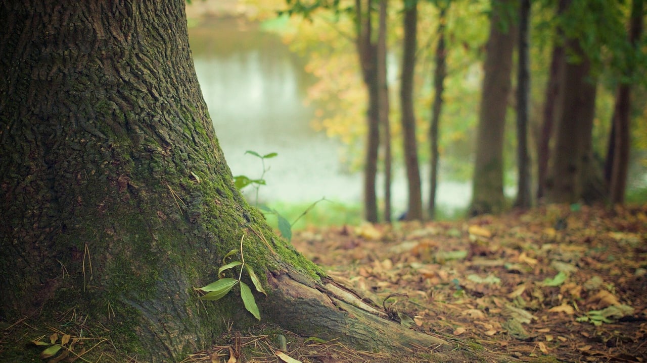 Further £1m in funding allocated for forestry courses due to ‘exceptional demand’