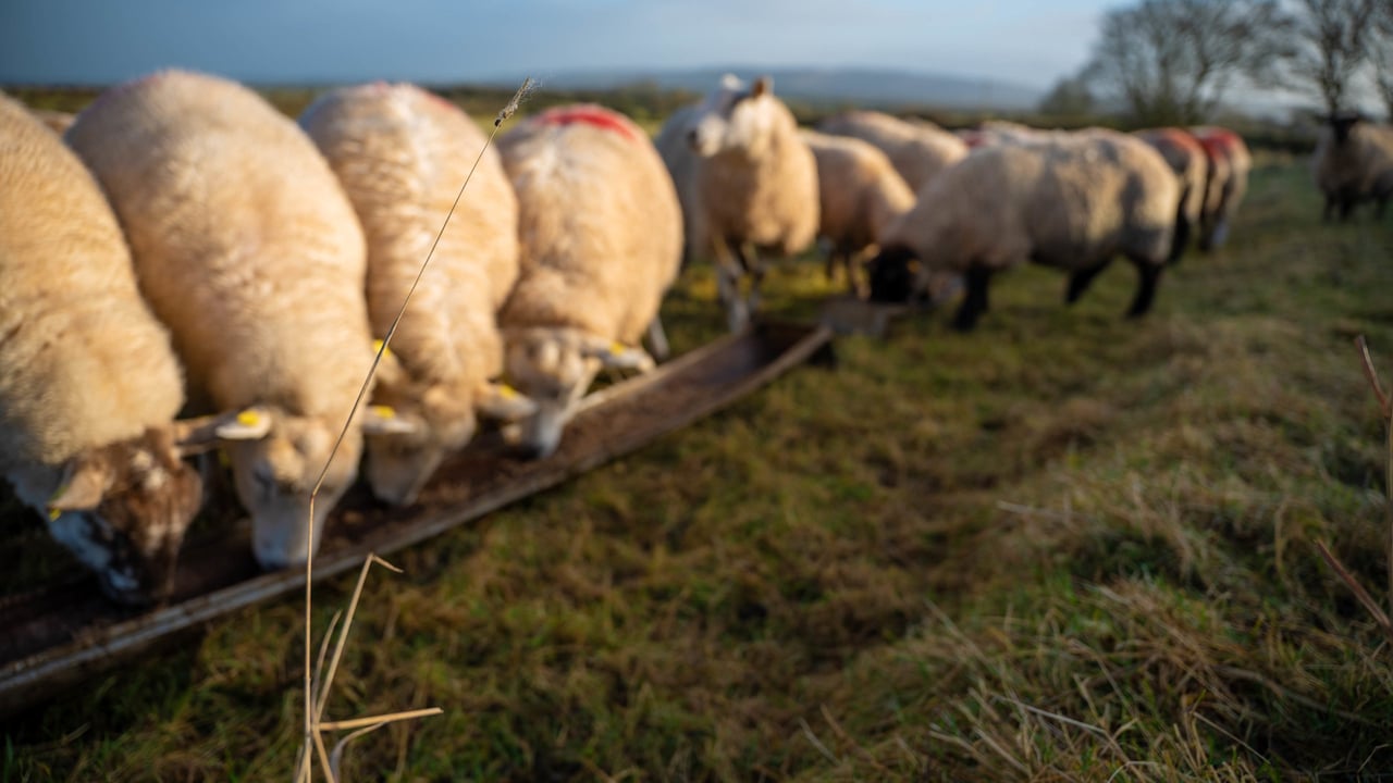 RamCompare webinar to unlock the potential of sheep genetics in NI
