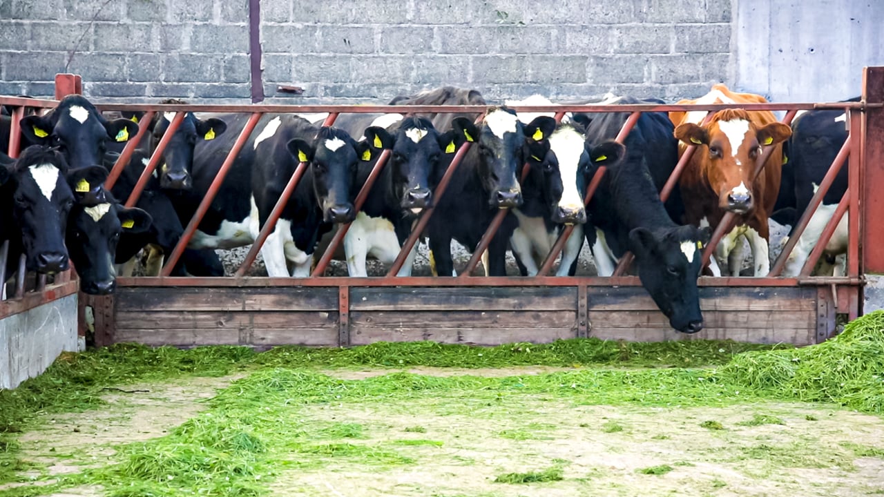Time to start thinking about drying off autumn-calving cows