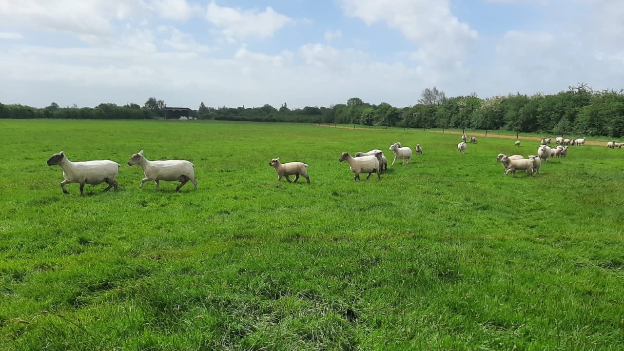 Consider mid-pregnancy supplements for upland ewes – Rumenco