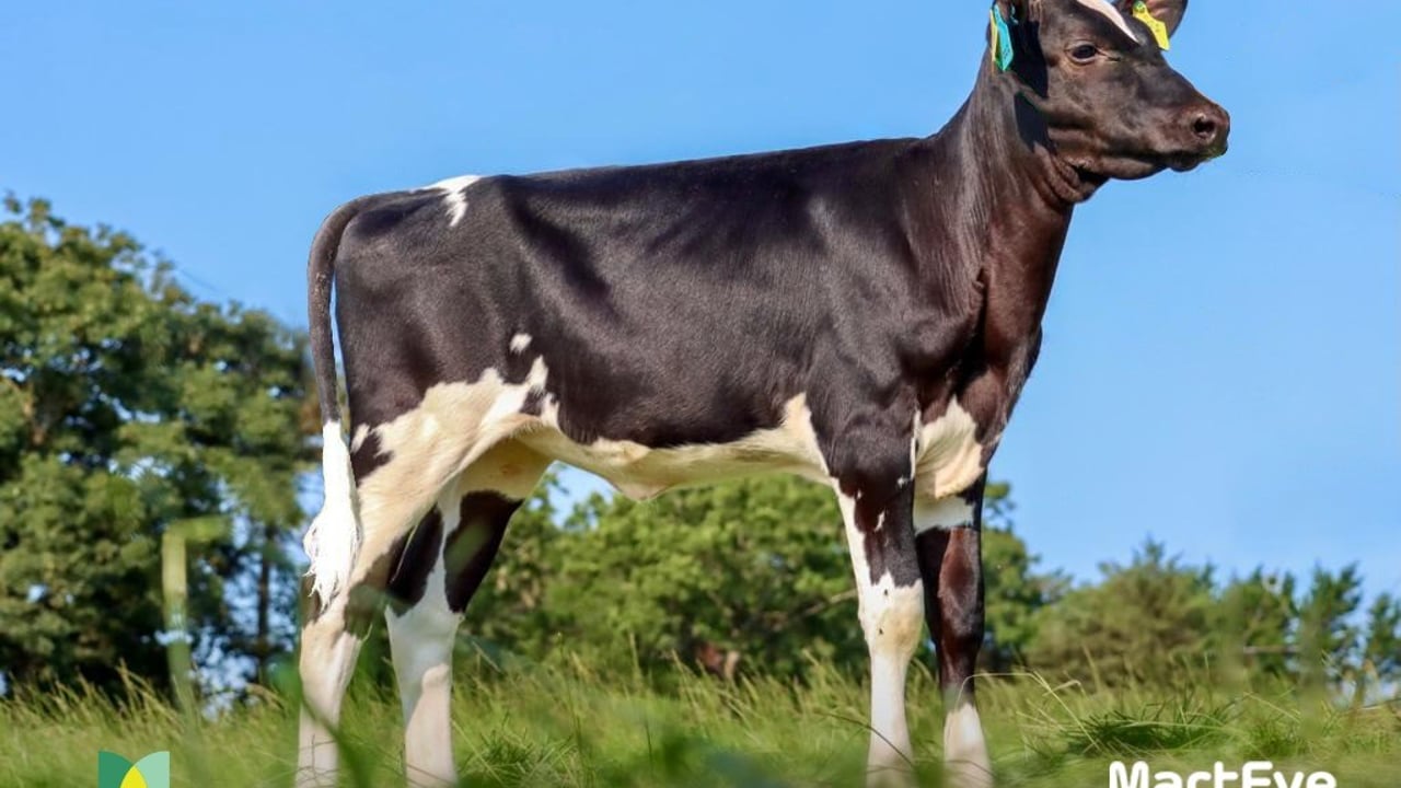 Video: 3-month old Holstein heifer sells for over £42,000