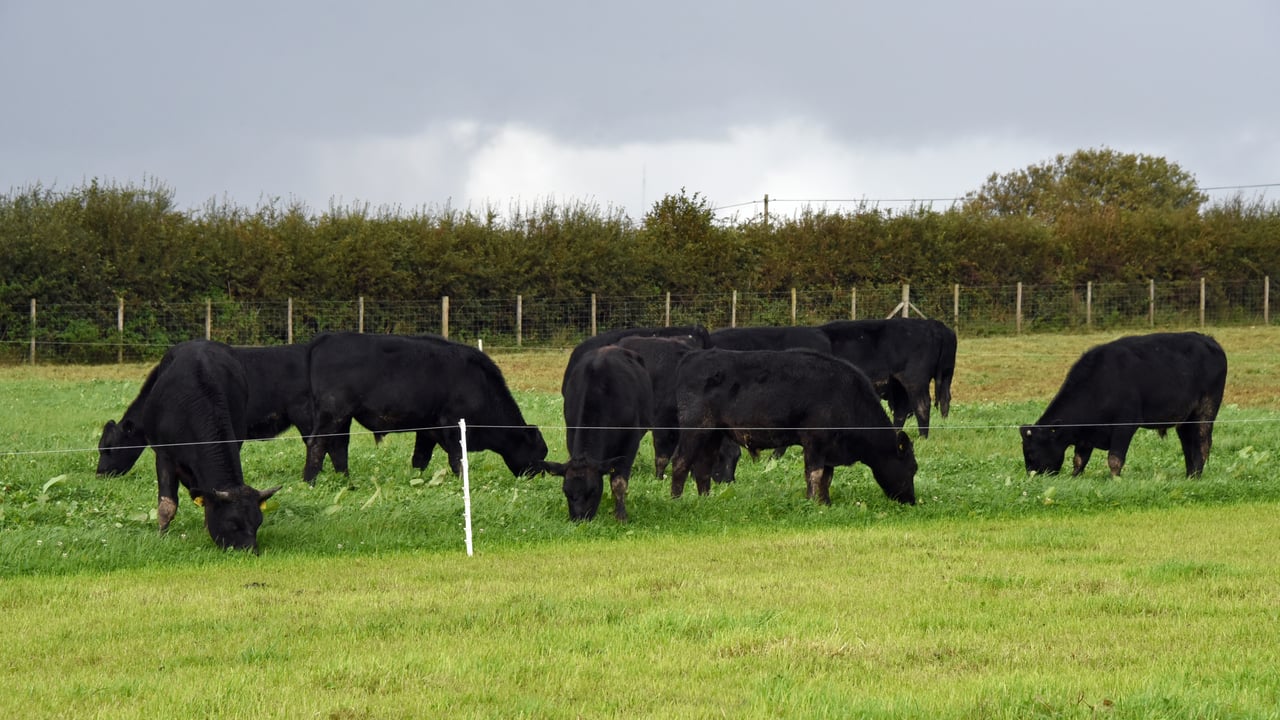 New project to research benefits of mob grazing