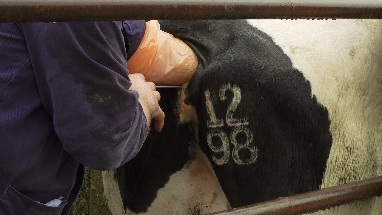 Vets overlooked in Northern Ireland’s future farming policy, says BVA