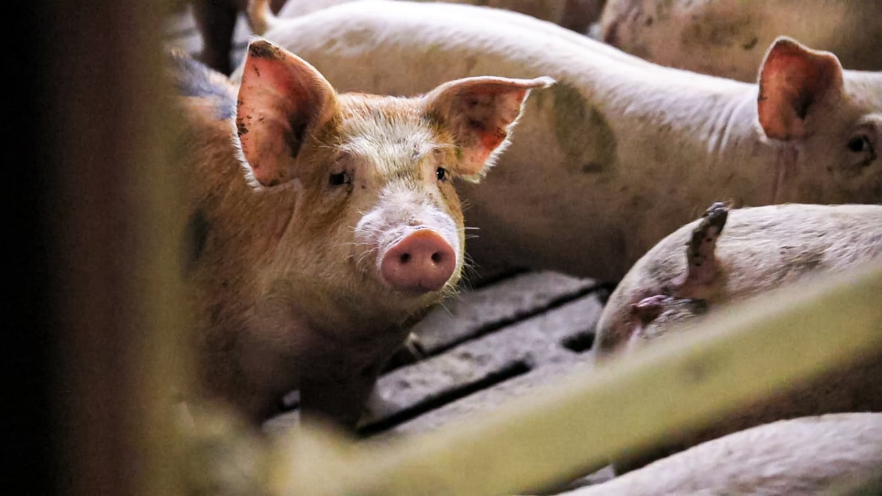 Pig prices ‘continue to move in the right direction’ – NPA