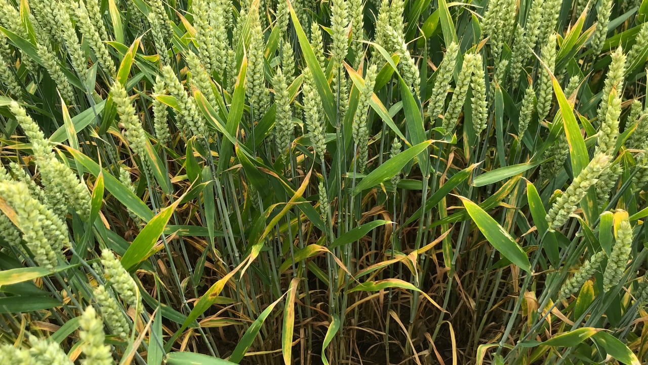 Government green lights first genome-edited wheat trial