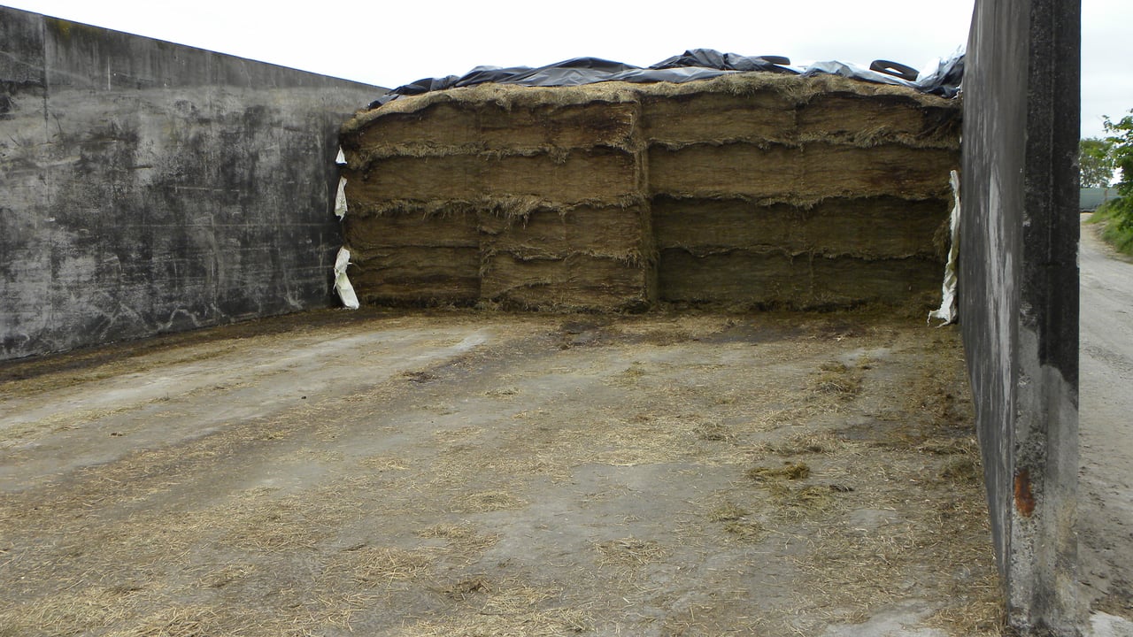 September’s to do list: Selecting sires, fodder budget and grass
