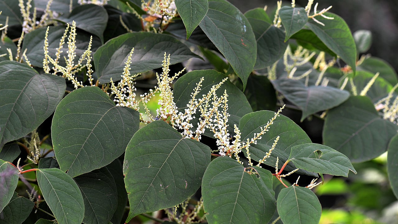 28% growth in Japanese Knotweed cases across the UK