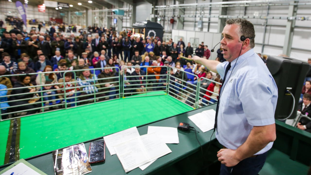 Entries open for 2021 Premier Beef and Lamb Championships