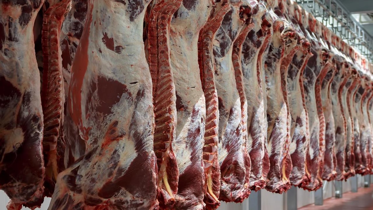 Cattle prices supported by ‘robust interest’ for BBQ items – AHDB