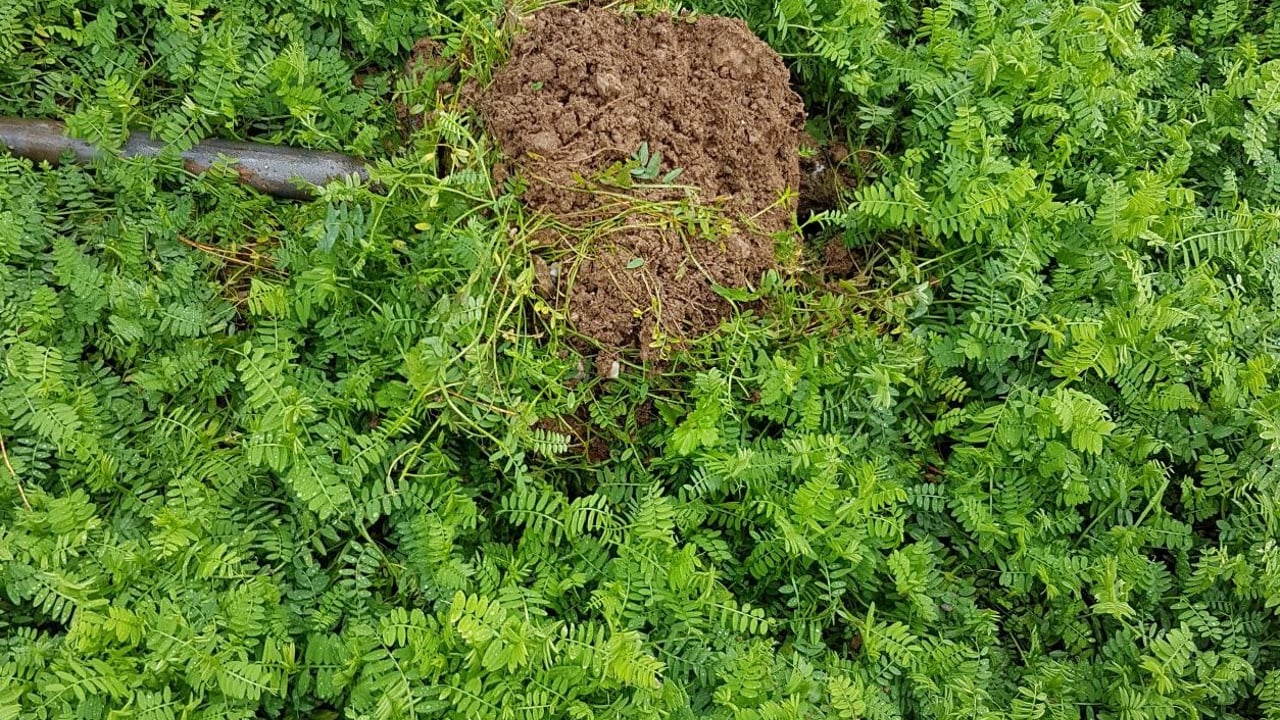 Cover crops: phacelia and oil radish uncovered as soil saviours
